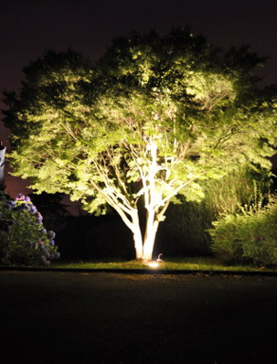 Mise en valeur d'un arbre